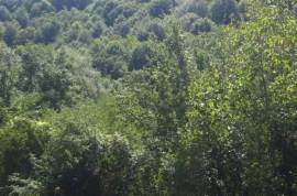 Land For Sale, Agricultural, Qvemo Sharakhevi